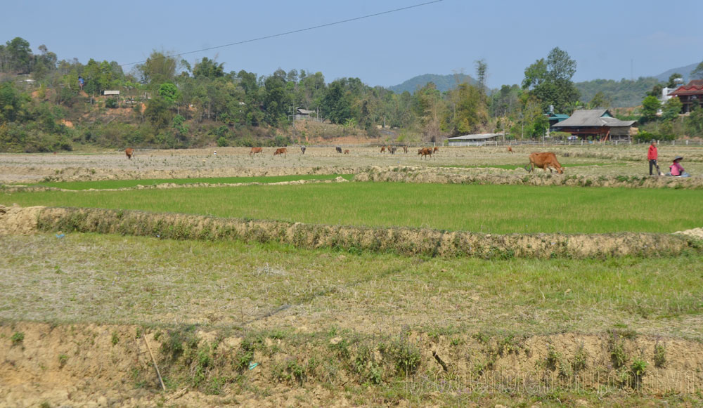 Điện Biên: Linh hoạt chuyển đổi cây trồng trên đất lúa