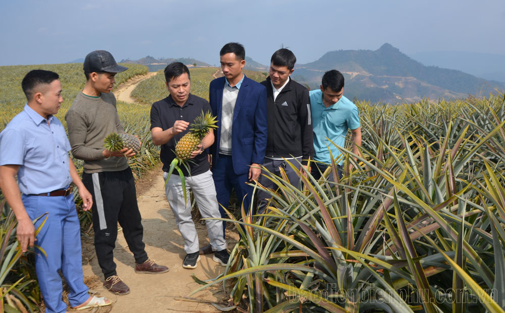 Điện Biên: Linh hoạt chuyển đổi cây trồng trên đất lúa