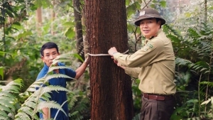 Yên Bái vượt khó để phát triển rừng gỗ lớn