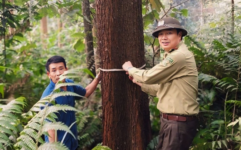 Yên Bái vượt khó để phát triển rừng gỗ lớn