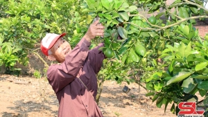 Sơn La: Lãnh đạo nhân dân phát triển kinh tế hiệu quả