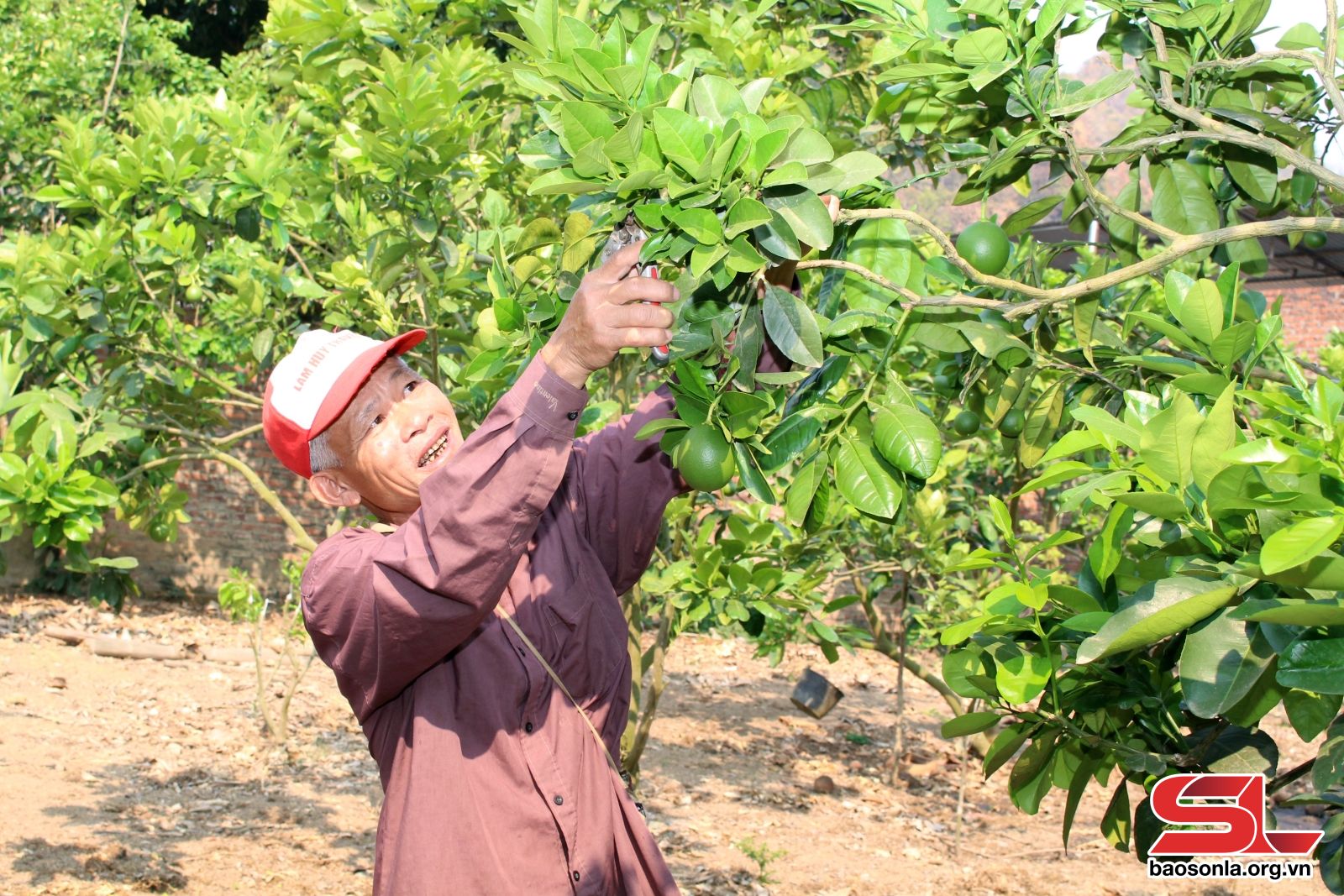 Sơn La: Lãnh đạo nhân dân phát triển kinh tế hiệu quả Sơn La: Lãnh đạo nhân dân phát triển kinh tế hiệu quả