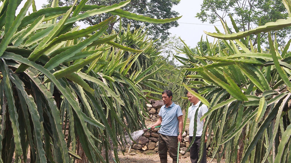 Yên Bái: Xã Nghĩa Lộ sản xuất an toàn, sản phẩm không lo ế