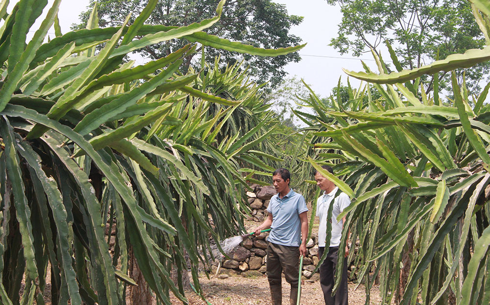 Vườn thanh long được cấp mã số vùng trồng tiêu thụ nội địa của gia đình ông Trần Bá Đức, xã Nghĩa Lộ, thị xã Nghĩa Lộ.
