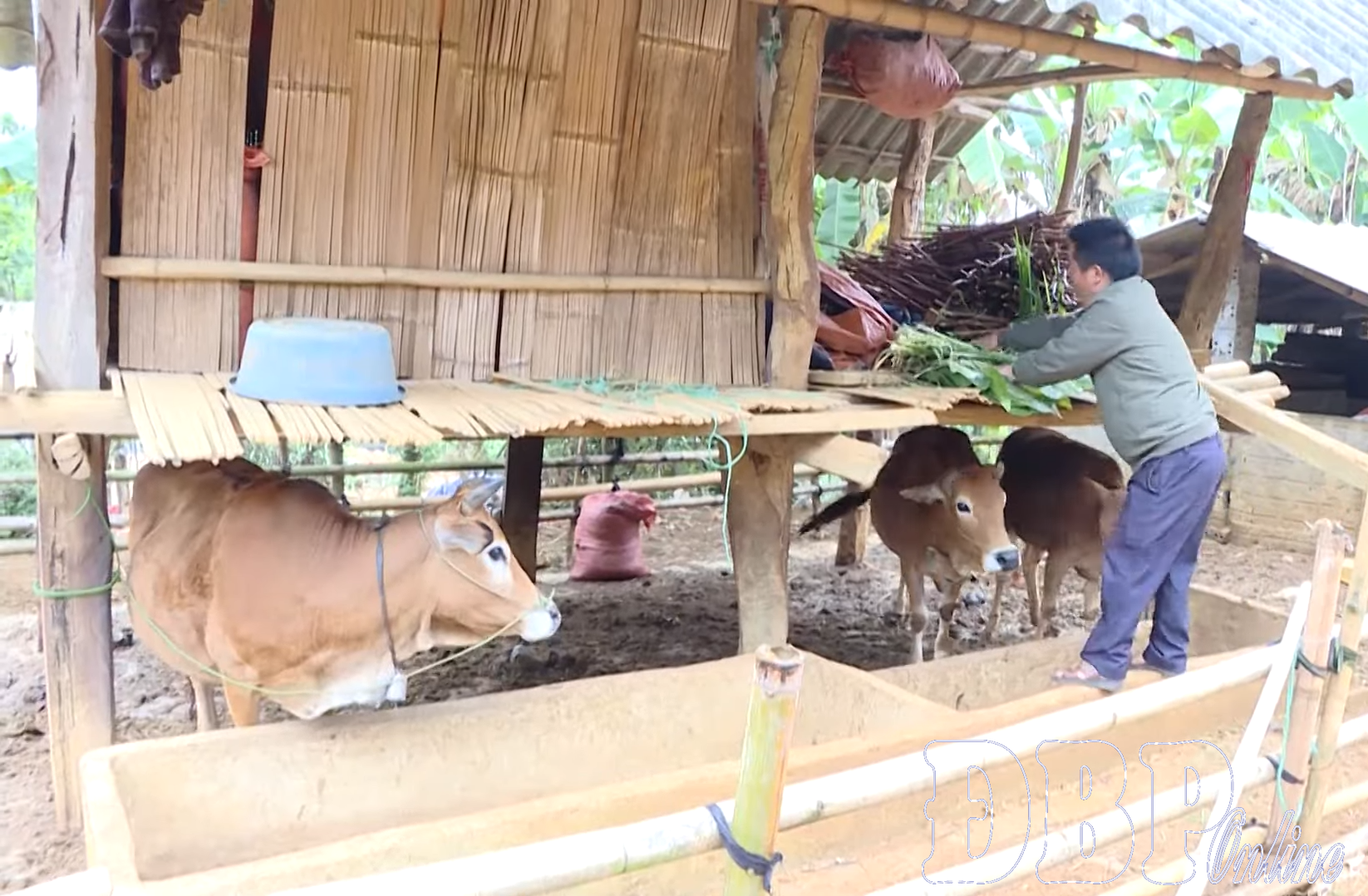 Điện Biên: Xóa bỏ tập quán nuôi nhốt gia súc sát nhà ở
