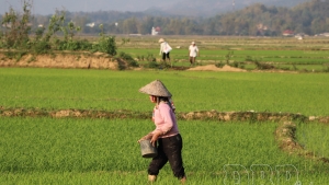 Điện Biên: Sản phẩm sản xuất lúa gạo giảm kích thước