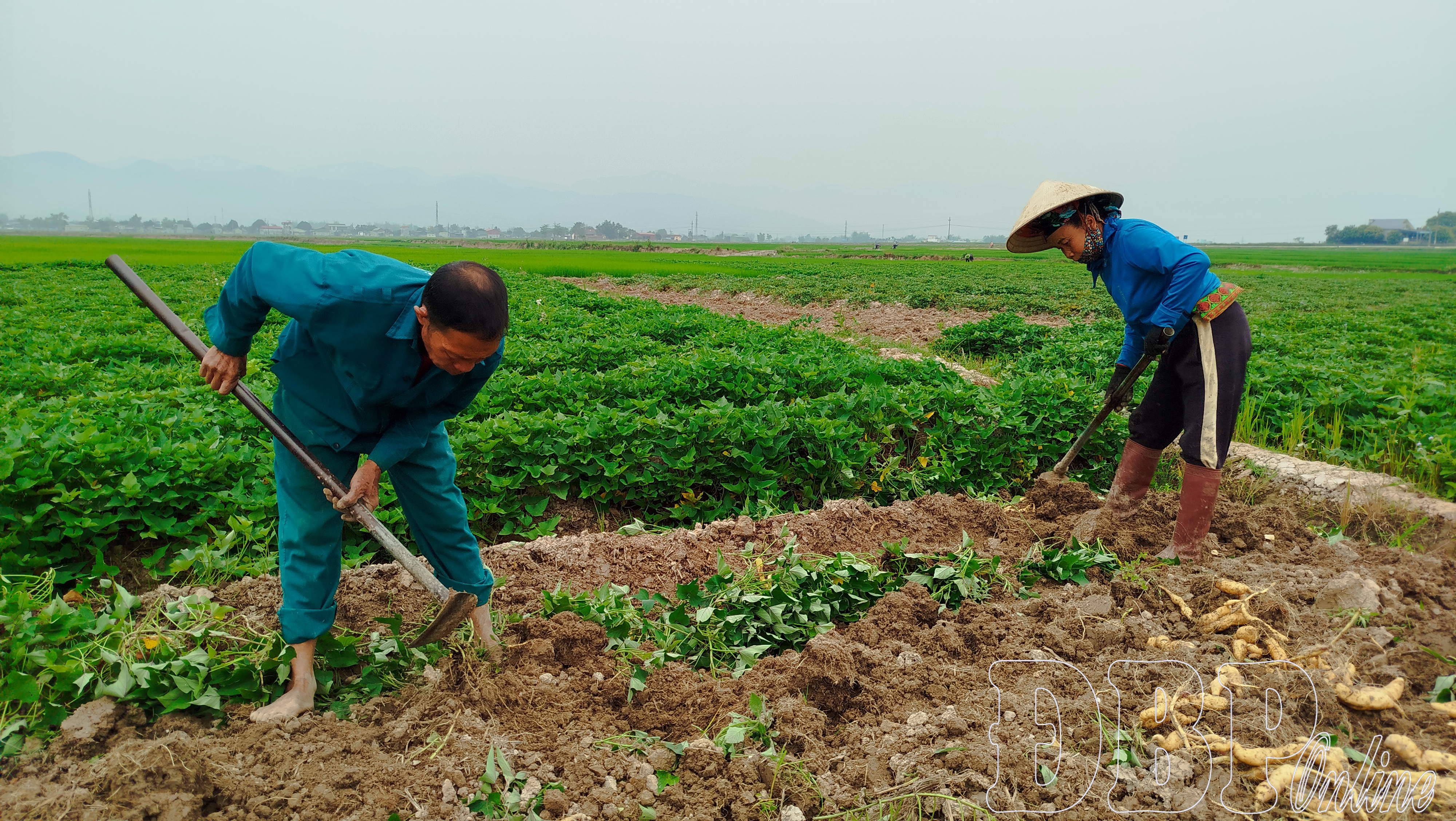 Điện Biên: Sản phẩm sản xuất lúa gạo giảm kích thước