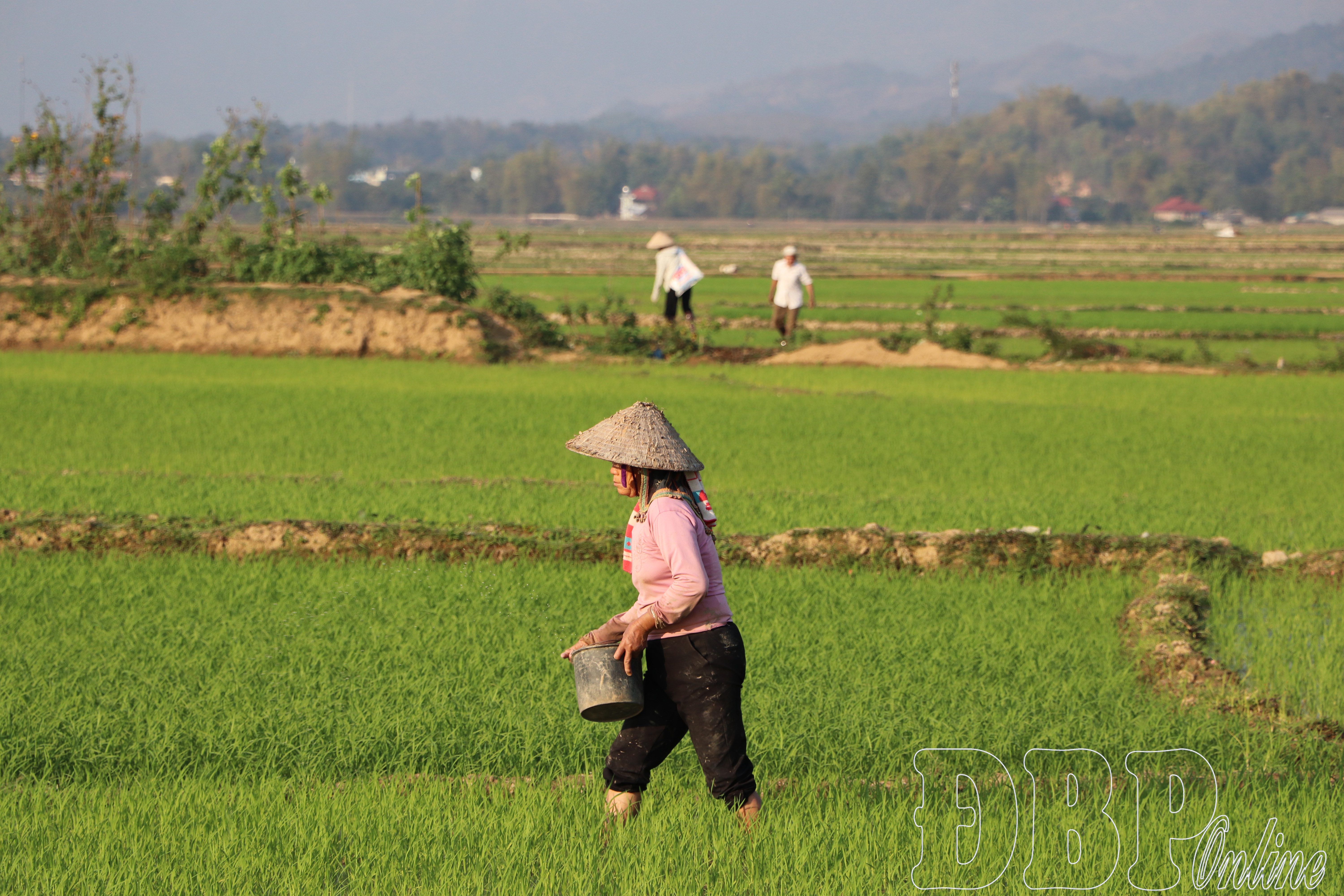 Điện Biên: Sản phẩm sản xuất lúa gạo giảm kích thước