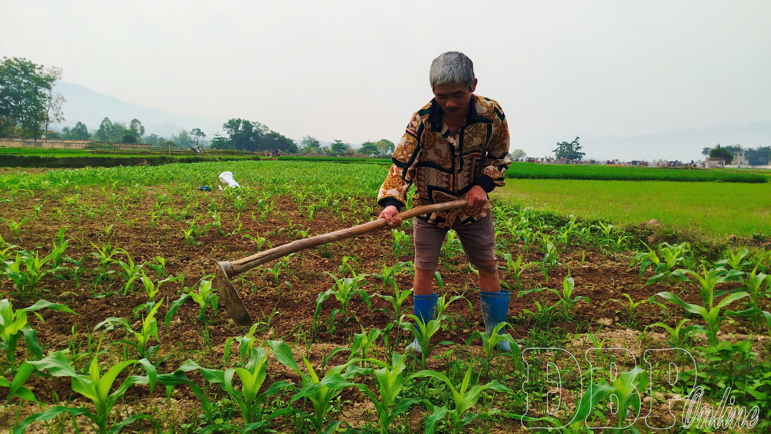 Điện Biên: Sản phẩm sản xuất lúa gạo giảm kích thước