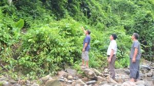 Điện Biên: Động lực để người dân nuôi rừng