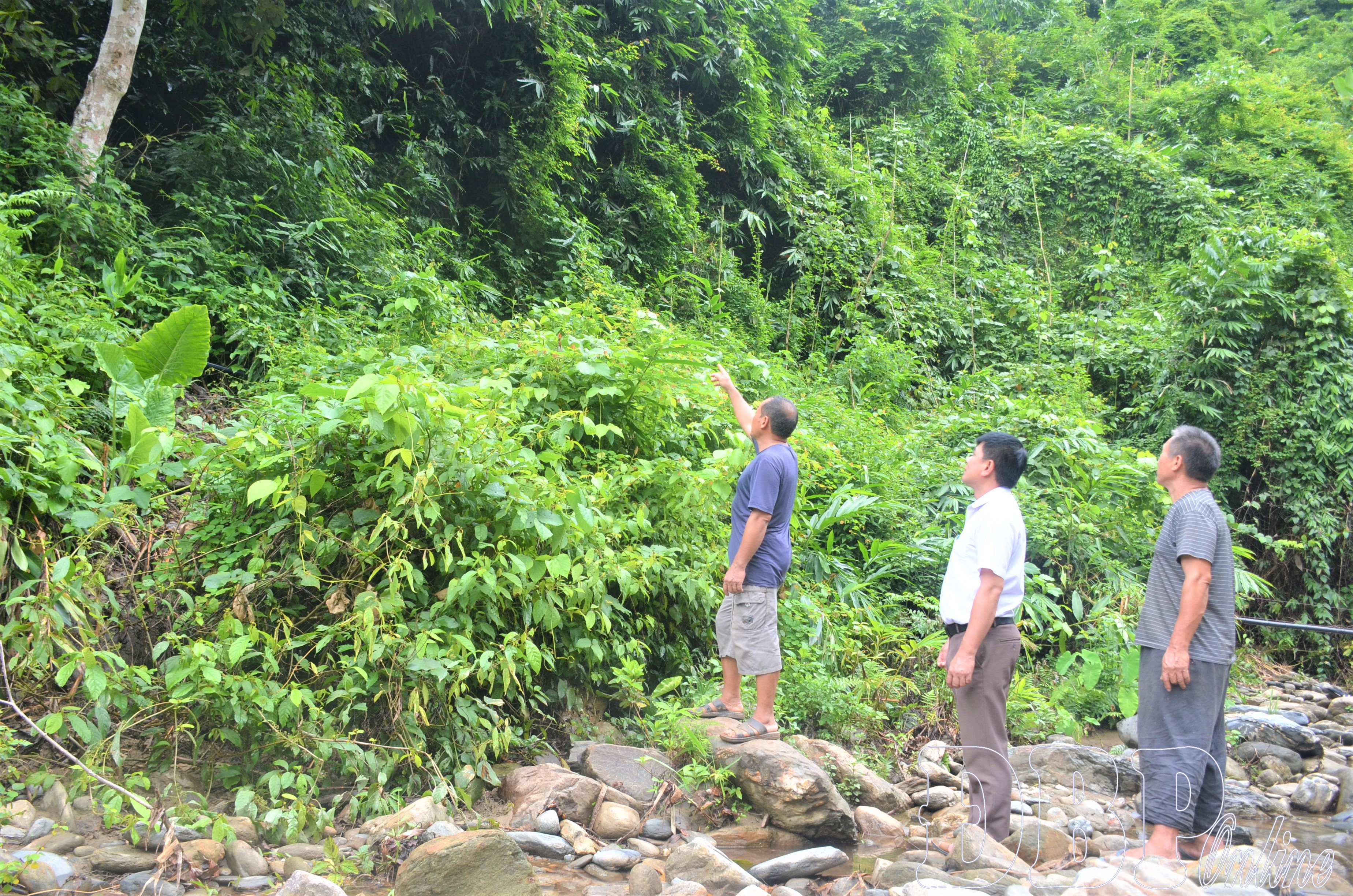 Điện Biên: Động lực để người dân nuôi rừng