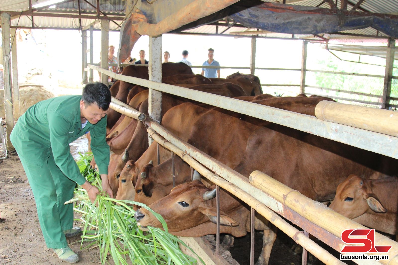 Đa dạng các mô hình giúp nông dân làm giàu Đa dạng các mô hình giúp nông dân làm giàu