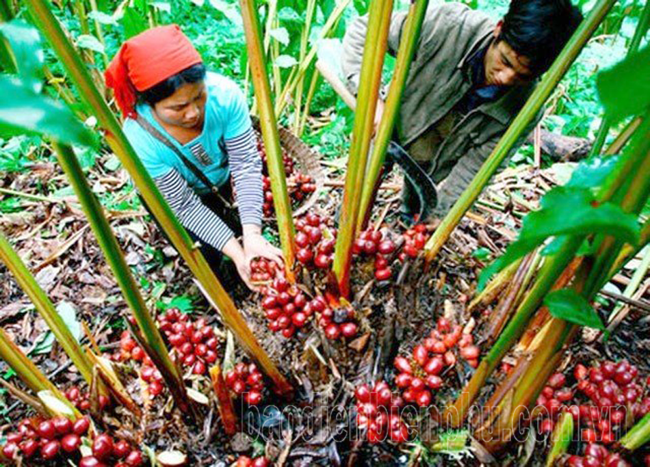 Cà Mau: Cơ hội cải thiện sinh kế Cà Mau: Cơ hội cải thiện sinh kế