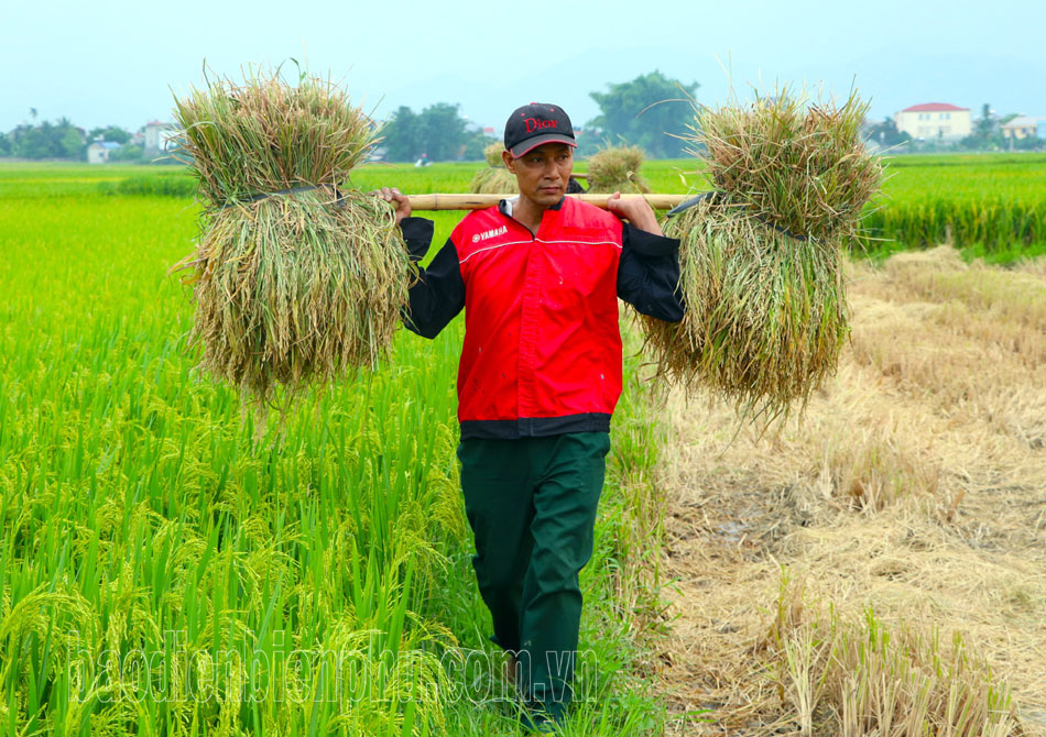 Điện Biên: Lúa đông xuân được mùa, được giá Điện Biên: Lúa đông xuân được mùa, được giá