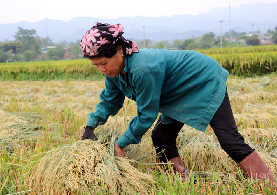 Điện Biên: Lúa đông xuân được mùa, được giá Điện Biên: Lúa đông xuân được mùa, được giá