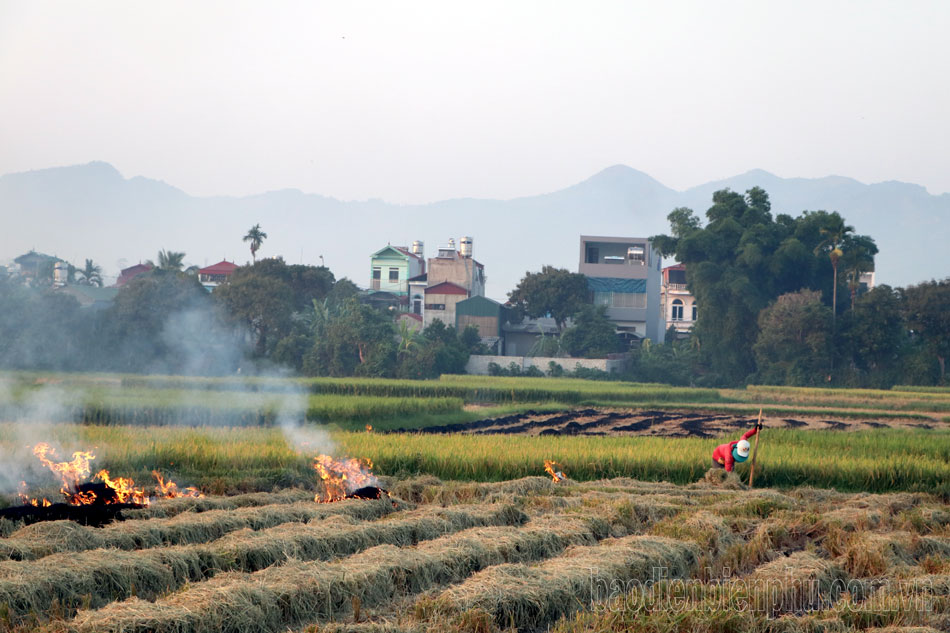 Điện Biên: Lúa đông xuân được mùa, được giá Điện Biên: Lúa đông xuân được mùa, được giá