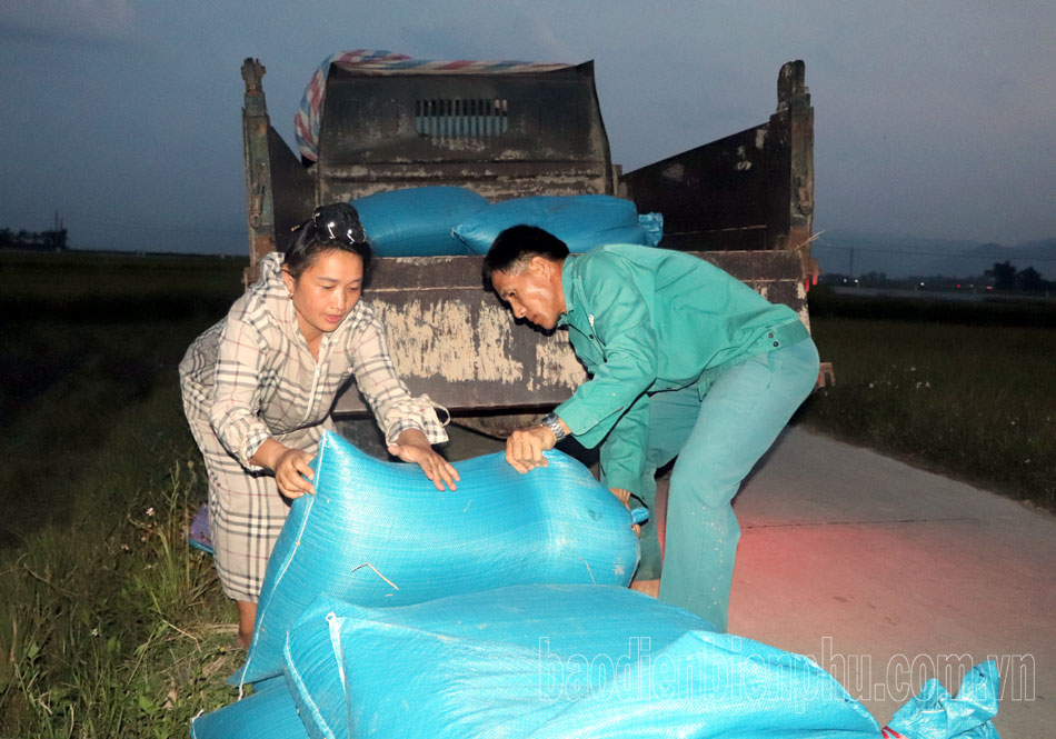 Điện Biên: Lúa đông xuân được mùa, được giá Điện Biên: Lúa đông xuân được mùa, được giá