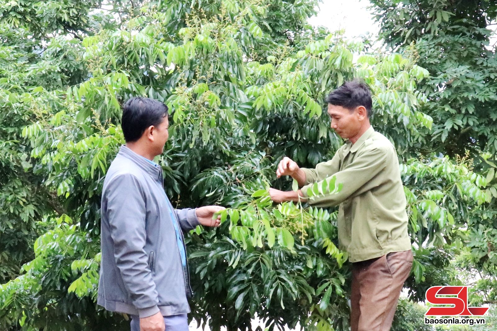 Sơn La: Sông Mã quản lý mã số vùng trồng cây ăn quả xuất khẩu