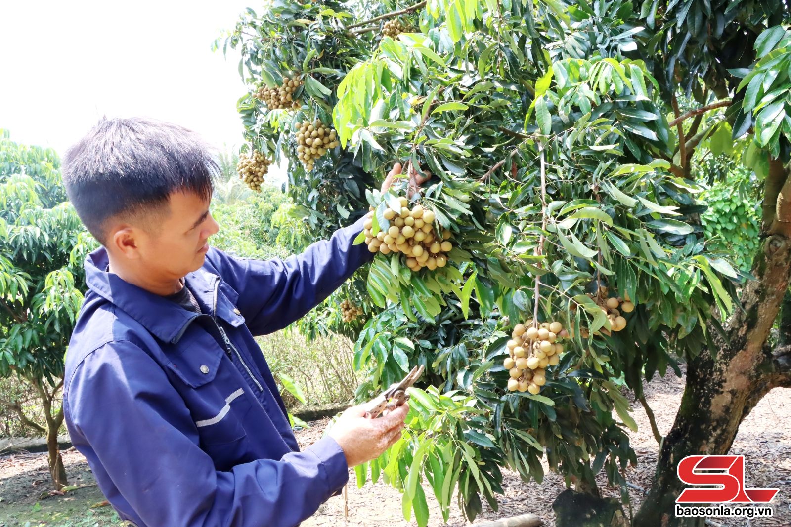 Sơn La: Sông Mã quản lý mã số vùng trồng cây ăn quả xuất khẩu