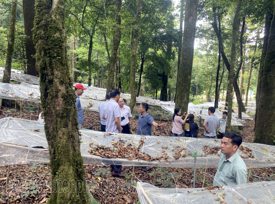 Điện Biên: Cây dược liệu còn khó “đầu ra” Điện Biên: Cây dược liệu còn khó “đầu ra”