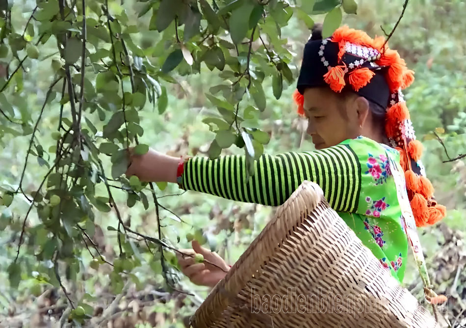 Điện Biên: Cây dược liệu còn khó “đầu ra” Điện Biên: Cây dược liệu còn khó “đầu ra”
