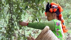 Điện Biên: Cây dược liệu còn khó “đầu ra”