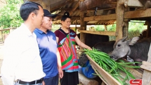 Sơn La: Đoàn kết, nỗ lực chuyển đổi cây trồng, vật nuôi ở bản Mạt