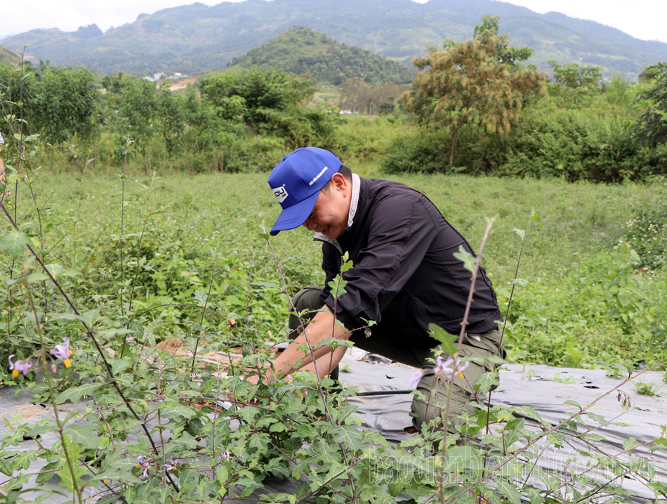 Điện Biên: Cây dược liệu còn khó “đầu ra” Điện Biên: Cây dược liệu còn khó “đầu ra”