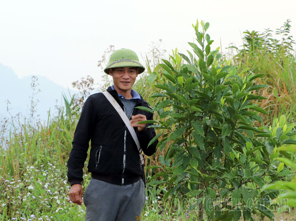 Điện Biên: Cây dược liệu còn khó “đầu ra” Điện Biên: Cây dược liệu còn khó “đầu ra”