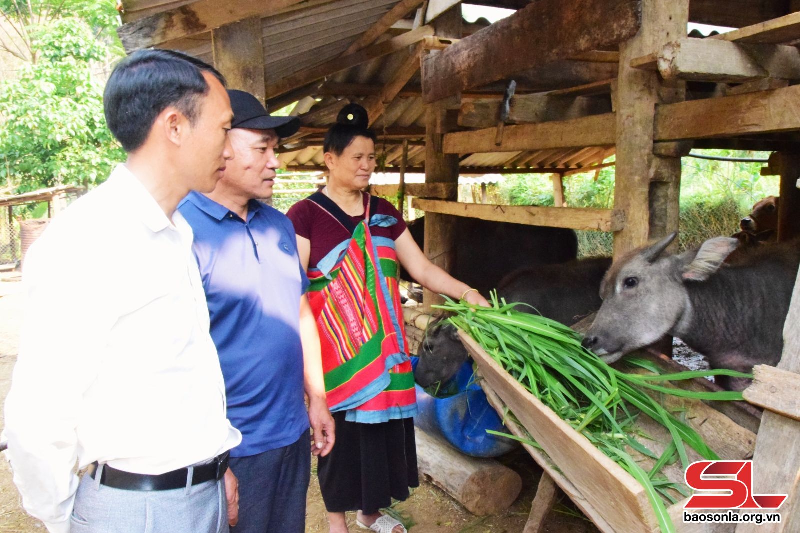 Sơn La: Đoàn kết, nỗ lực chuyển đổi cây trồng, vật nuôi ở bản Mạt Sơn La: Đoàn kết, nỗ lực chuyển đổi cây trồng, vật nuôi ở bản Mạt