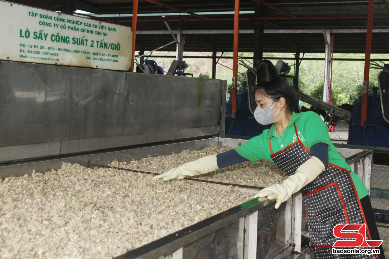 Sơn La: Vào vụ khai thác mủ cao su Sơn La: Vào vụ khai thác mủ cao su