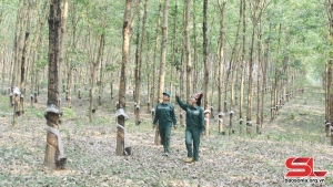 Sơn La: Vào vụ khai thác mủ cao su