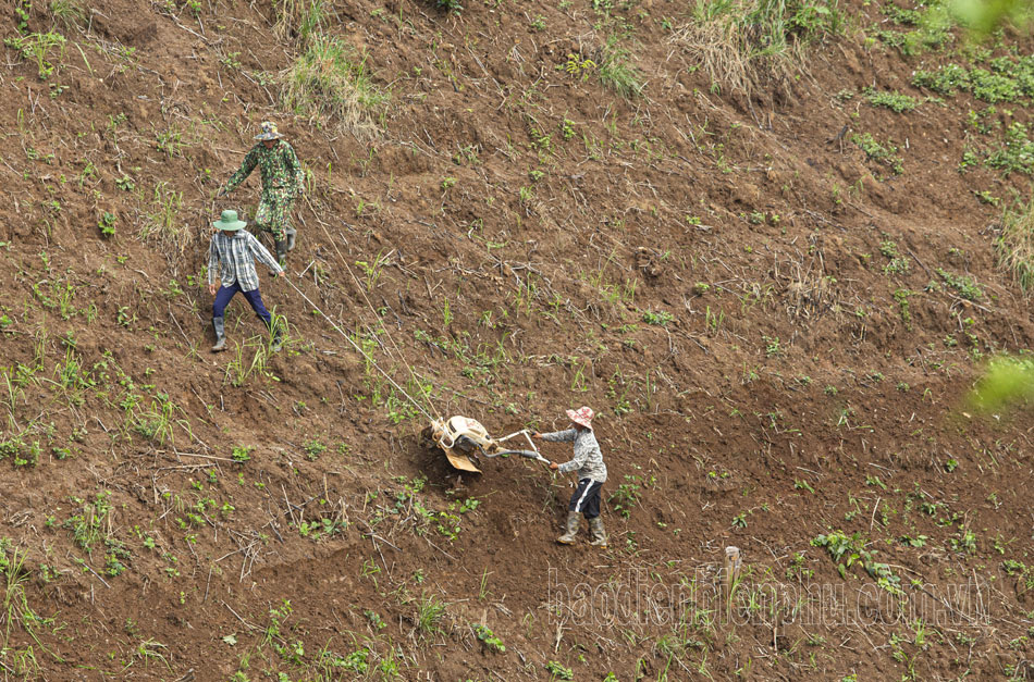 Điện Biên: Nông dân tất bật gieo trồng sau mưa Điện Biên: Nông dân tất bật gieo trồng sau mưa