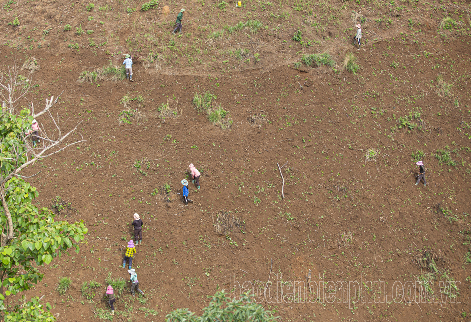 Điện Biên: Nông dân tất bật gieo trồng sau mưa Điện Biên: Nông dân tất bật gieo trồng sau mưa