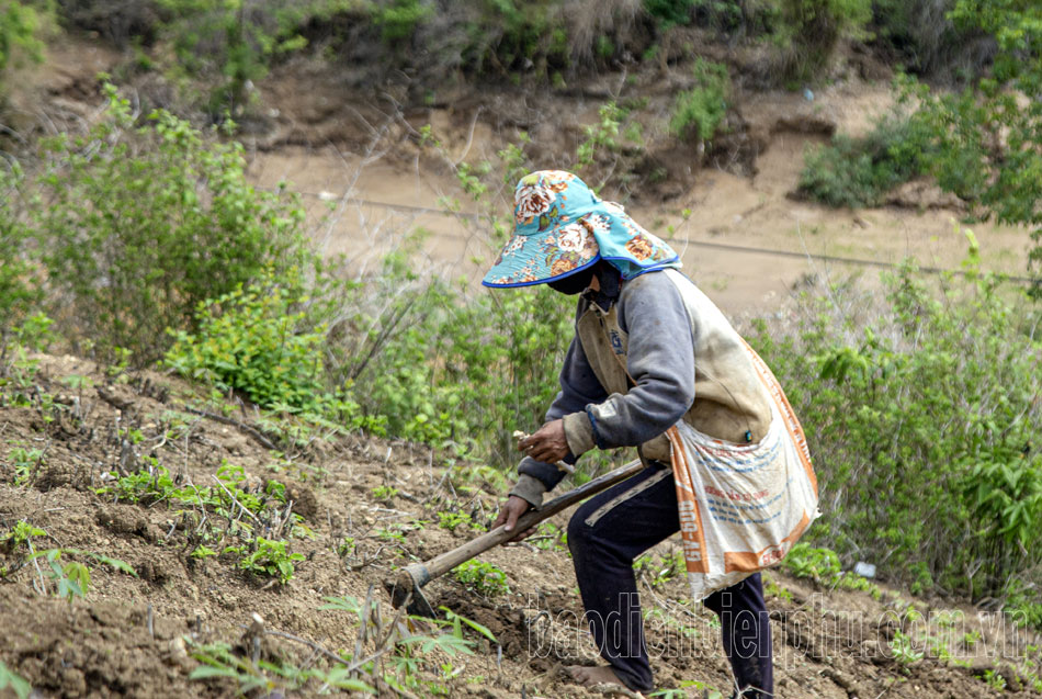 Điện Biên: Nông dân tất bật gieo trồng sau mưa Điện Biên: Nông dân tất bật gieo trồng sau mưa