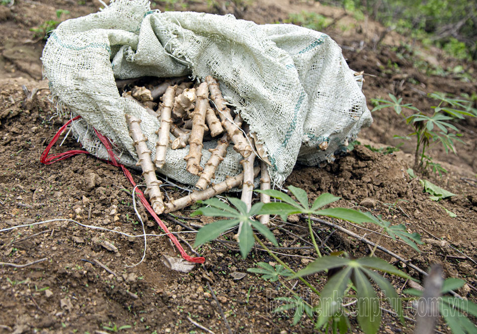 Điện Biên: Nông dân tất bật gieo trồng sau mưa Điện Biên: Nông dân tất bật gieo trồng sau mưa
