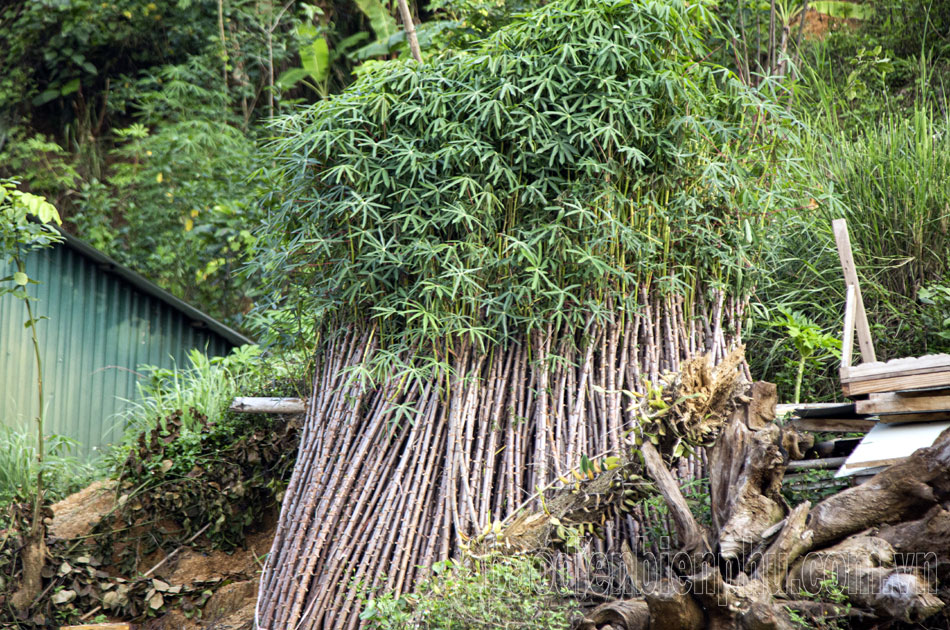 Điện Biên: Nông dân tất bật gieo trồng sau mưa Điện Biên: Nông dân tất bật gieo trồng sau mưa