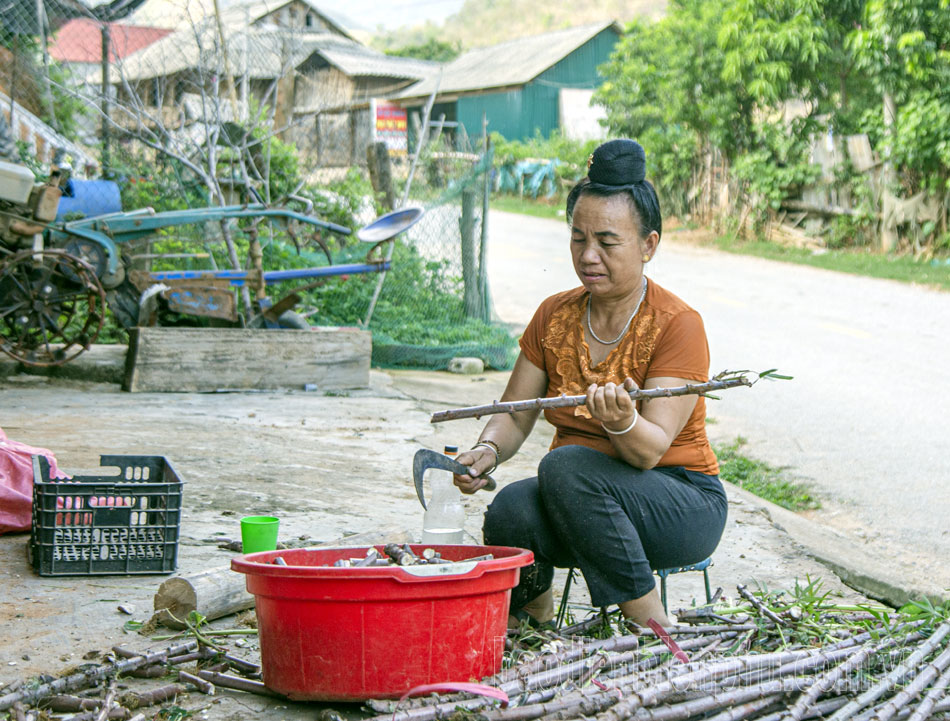 Điện Biên: Nông dân tất bật gieo trồng sau mưa Điện Biên: Nông dân tất bật gieo trồng sau mưa