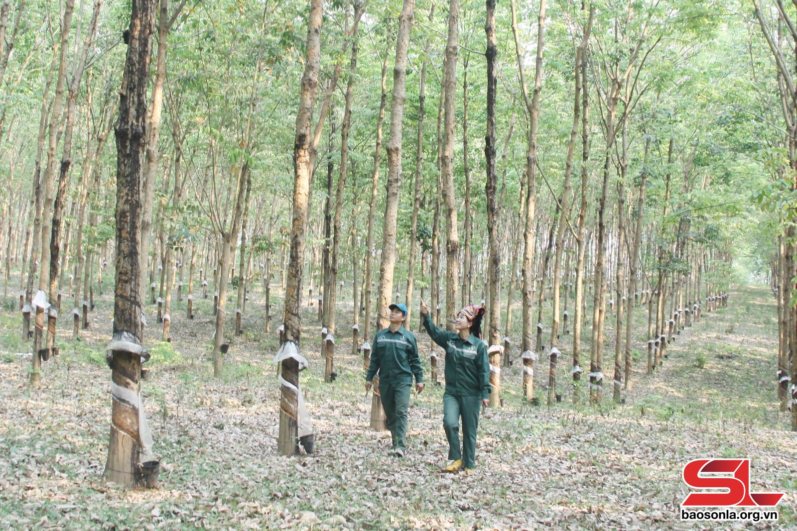 Sơn La: Vào vụ khai thác mủ cao su Sơn La: Vào vụ khai thác mủ cao su