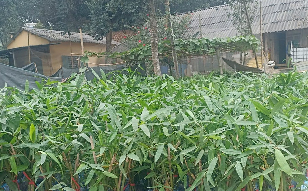 Yên Bái: Yên Bình phát triển vùng trồng tre măng Bát độ