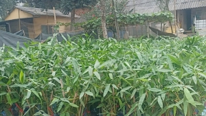 Yên Bái: Yên Bình phát triển vùng trồng tre măng Bát độ