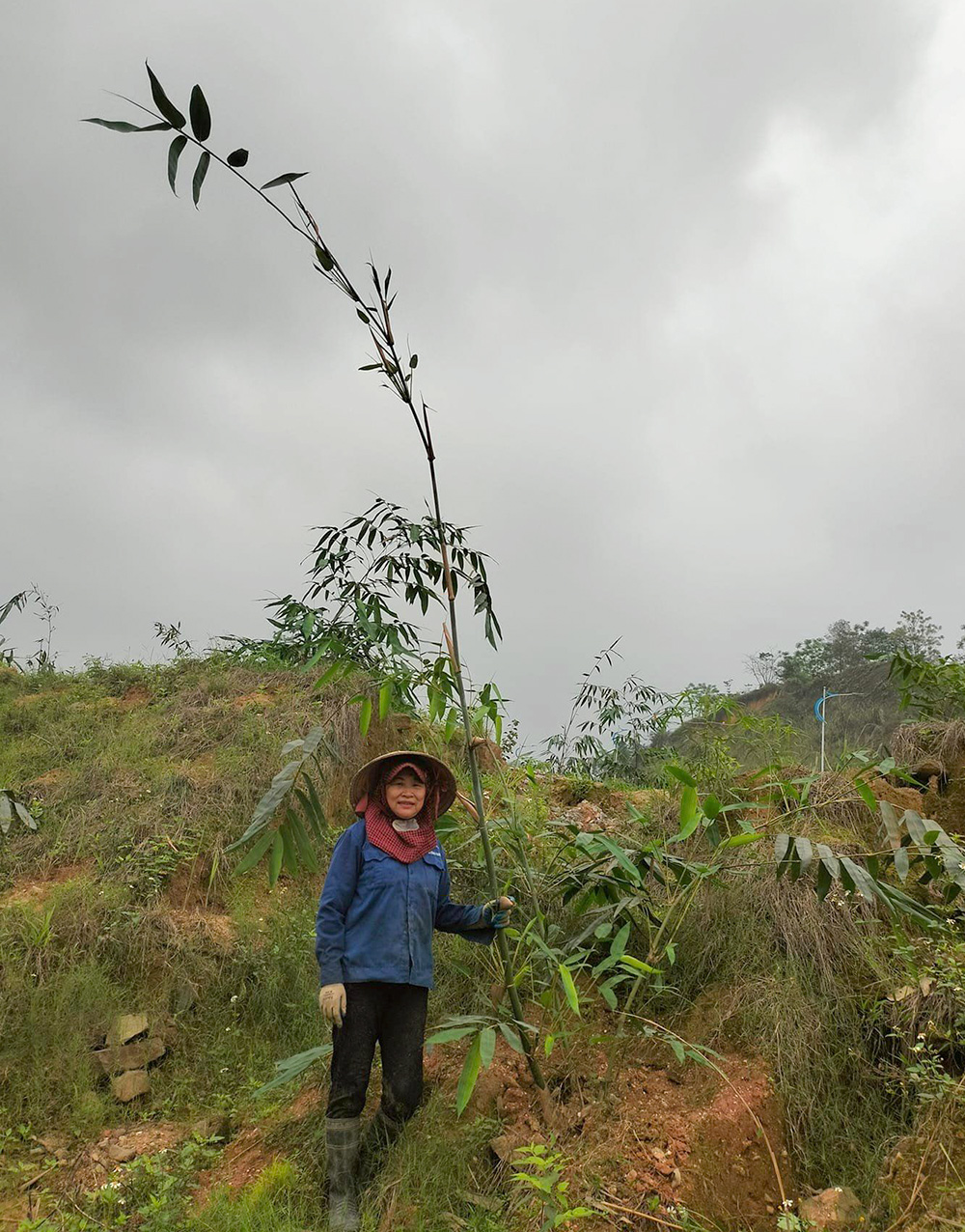 Yên Bái: Yên Bình phát triển vùng trồng tre măng Bát độ