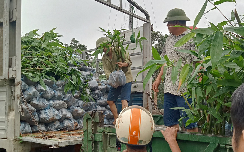 Yên Bái: Yên Bình phát triển vùng trồng tre măng Bát độ
