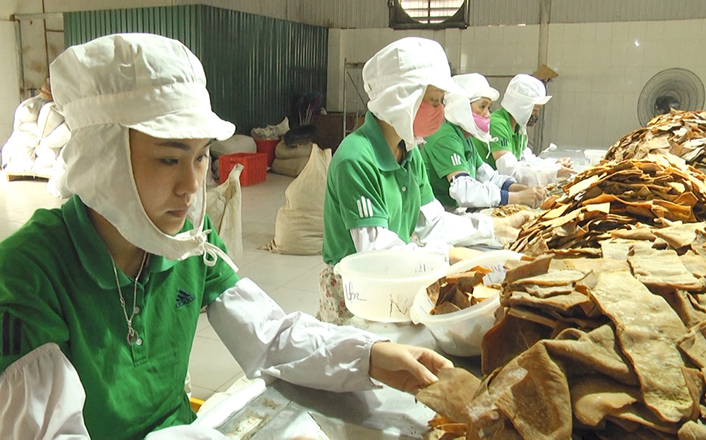 Yên Bái: Yên Bình phát triển vùng trồng tre măng Bát độ