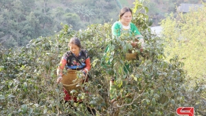 Sơn La: Xây dựng thương hiệu chè Tà Xùa