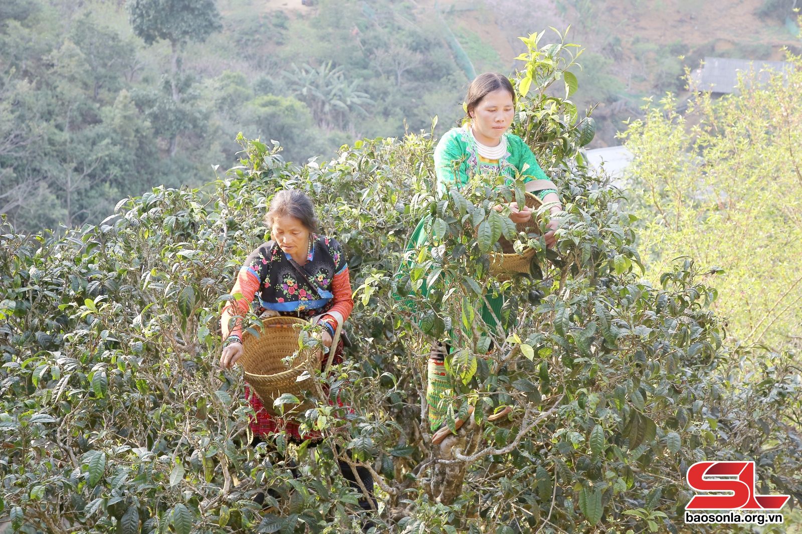 Sơn La: Xây dựng thương hiệu chè Tà Xùa
