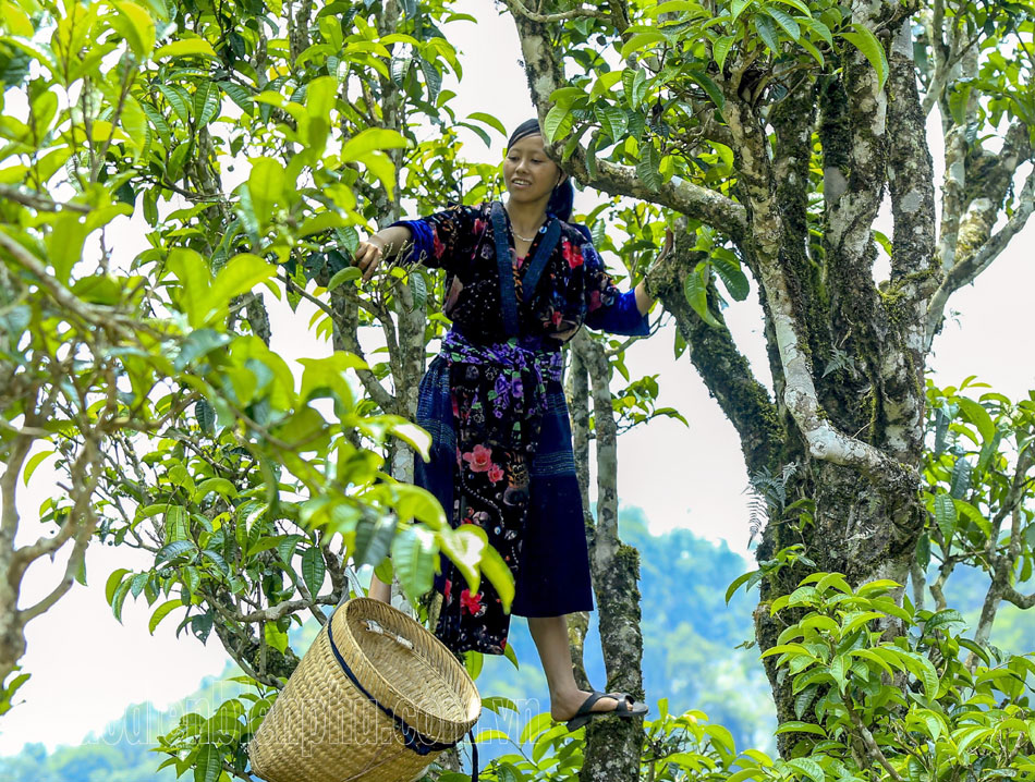 Điện Biên: Nhiều sản phẩm OCOP hết hạn sử dụng nhãn hiệu Điện Biên: Nhiều sản phẩm OCOP hết hạn sử dụng nhãn hiệu