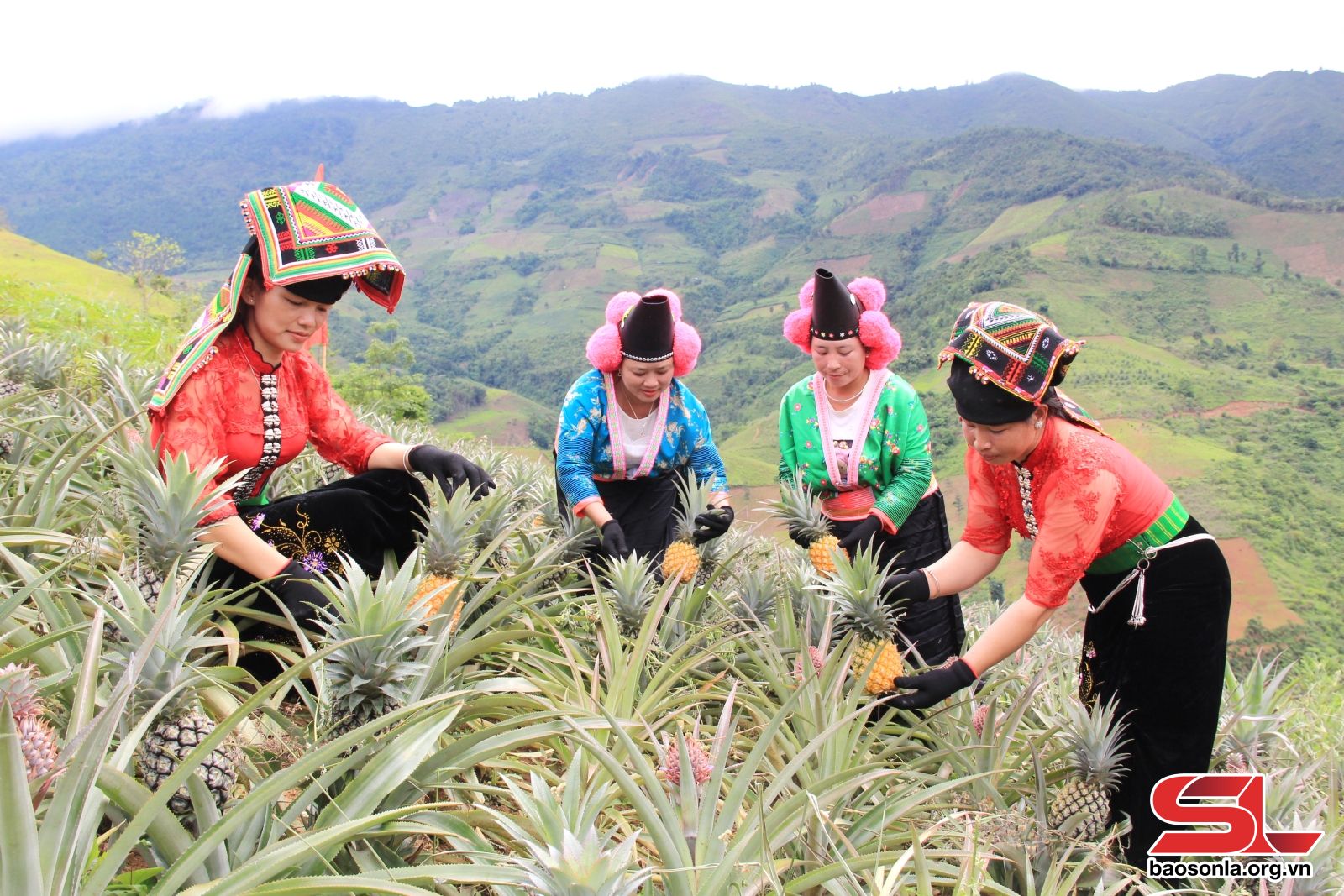 Sơn La: Chuyển đổi hình thức tổ chức sản xuất nông nghiệp bền vững Sơn La: Chuyển đổi hình thức tổ chức sản xuất nông nghiệp bền vững