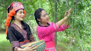 Điện Biên: Người dân Phiêng Ban phấn khởi vì mận được giá