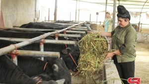 Sơn La: Hiệu quả các dự án hỗ trợ nông dân